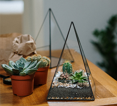 | 多肉植物設計 |